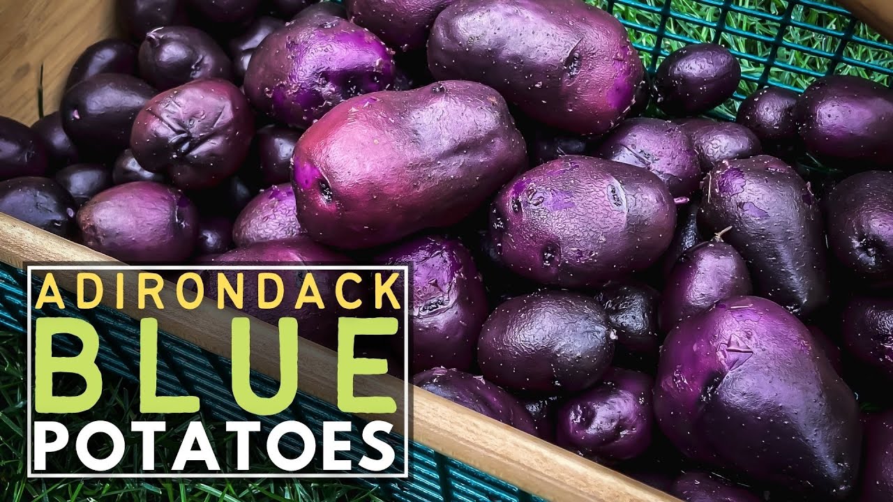ADIRONDACK BLUE POTATOES  💜🥔