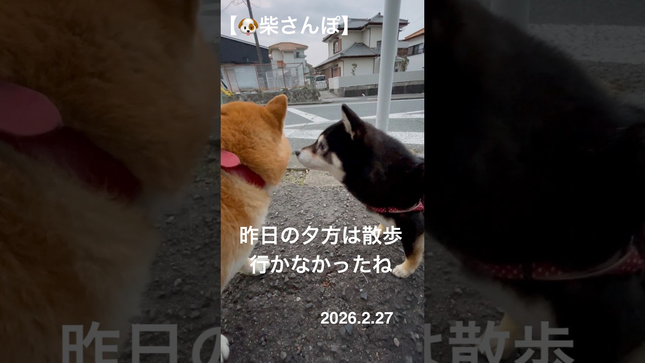 【昨日は夕方散歩行かなかったね】🐶【柴さんぽ】（26.2.27）【しあわせを知った柴犬のお話し】