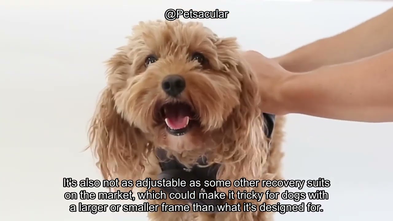 BellyGuard Recovery Suit for Dogs Review: Comfort & Protection for Post-Op Recovery