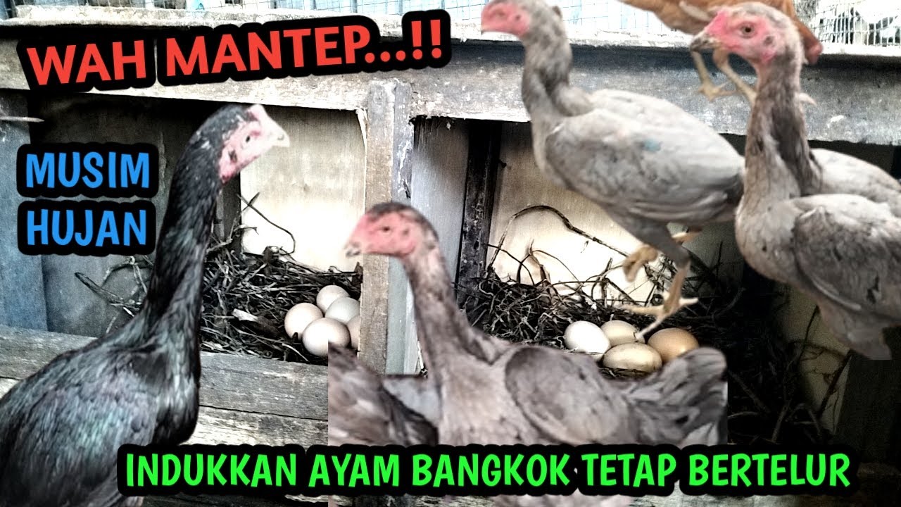 WAH MANTEP..‼️ INDUKKAN INDUKKAN AYAM BANGKOK TETAP BERTELUR DIMUSIM HUJAN