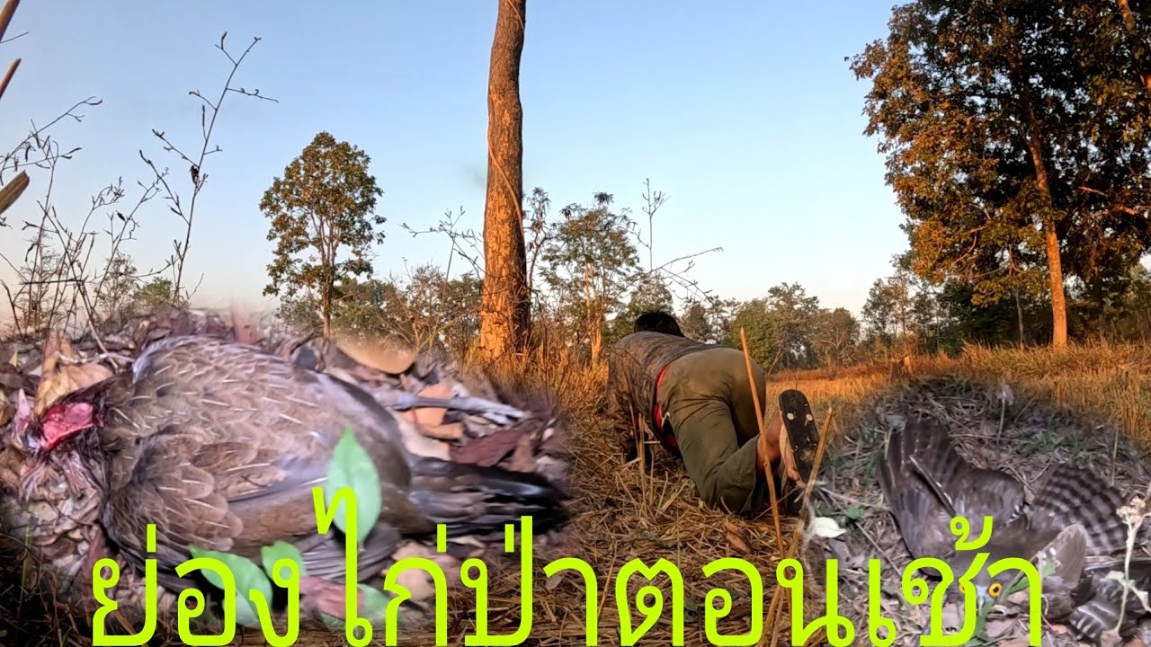 พอได้กินนำเขาอยู่วันนี้กาได้