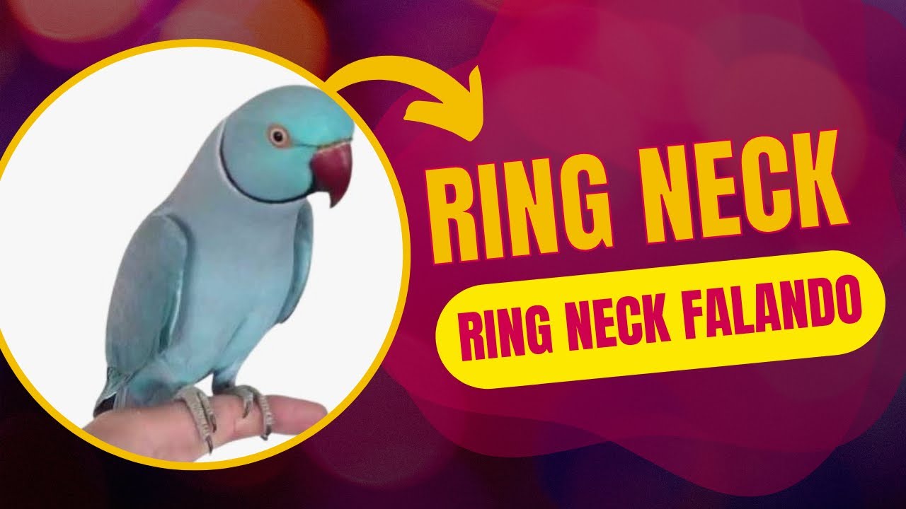 Ring Neck Falando