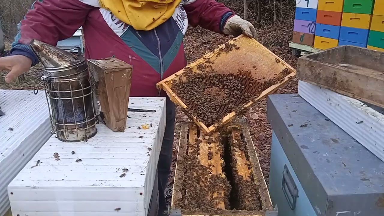 Au sau nu au spatiu de pontare reginele in roinite. Urmeaza doua saptamini de ploaie.