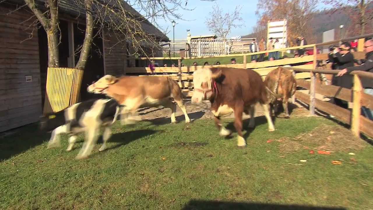 Yvonne im Glück auf Gut Aiderbichl Deggendorf