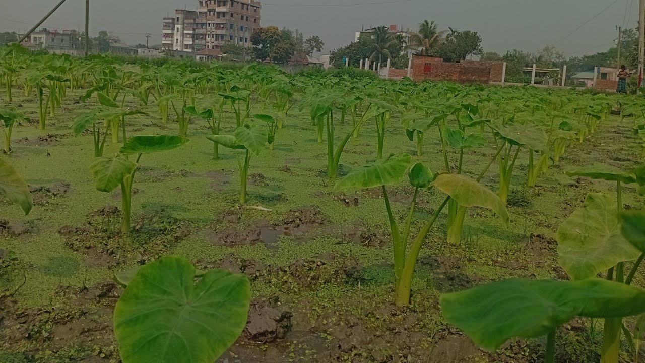 আল্লাহ পাকের যদি দান করে agriculture ভালো জাতের চারা নিয়েচাষকরলে আপনি লাভবান হইতে পারেন 01942651429
