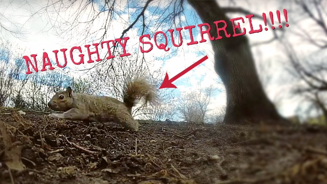 WHAT IT FEELS LIKE TO BE A SQUIRREL!!! SQUIRREL WITH A GOPRO! :)