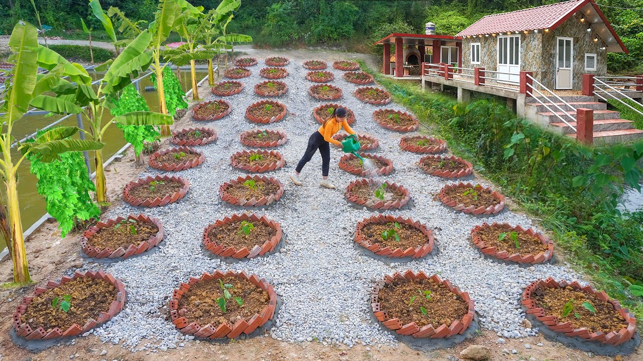 Build Many Circular Molds with Cross-laid Bricks To Grow Eggplant - Gravel Walkway | Ly Phuc Vy