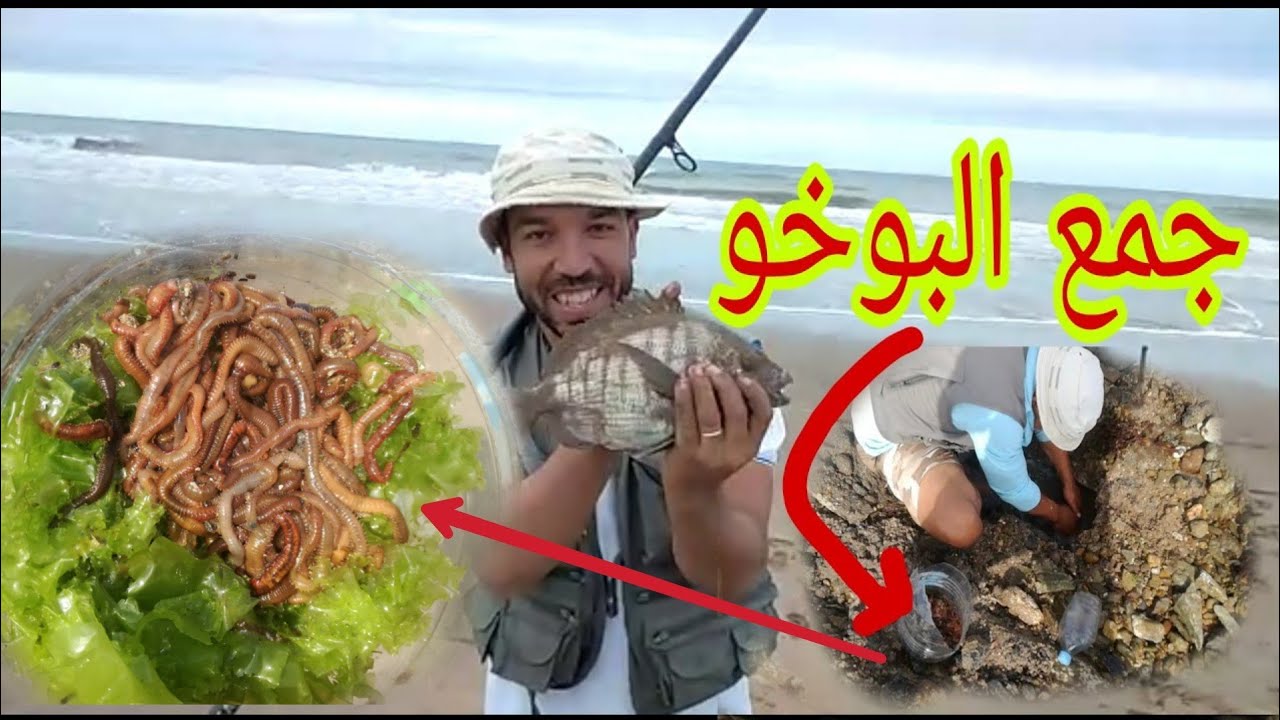 طريقة جمع البوخو والتطعيم به وكيفية المحافظة عليه ramassage des vers