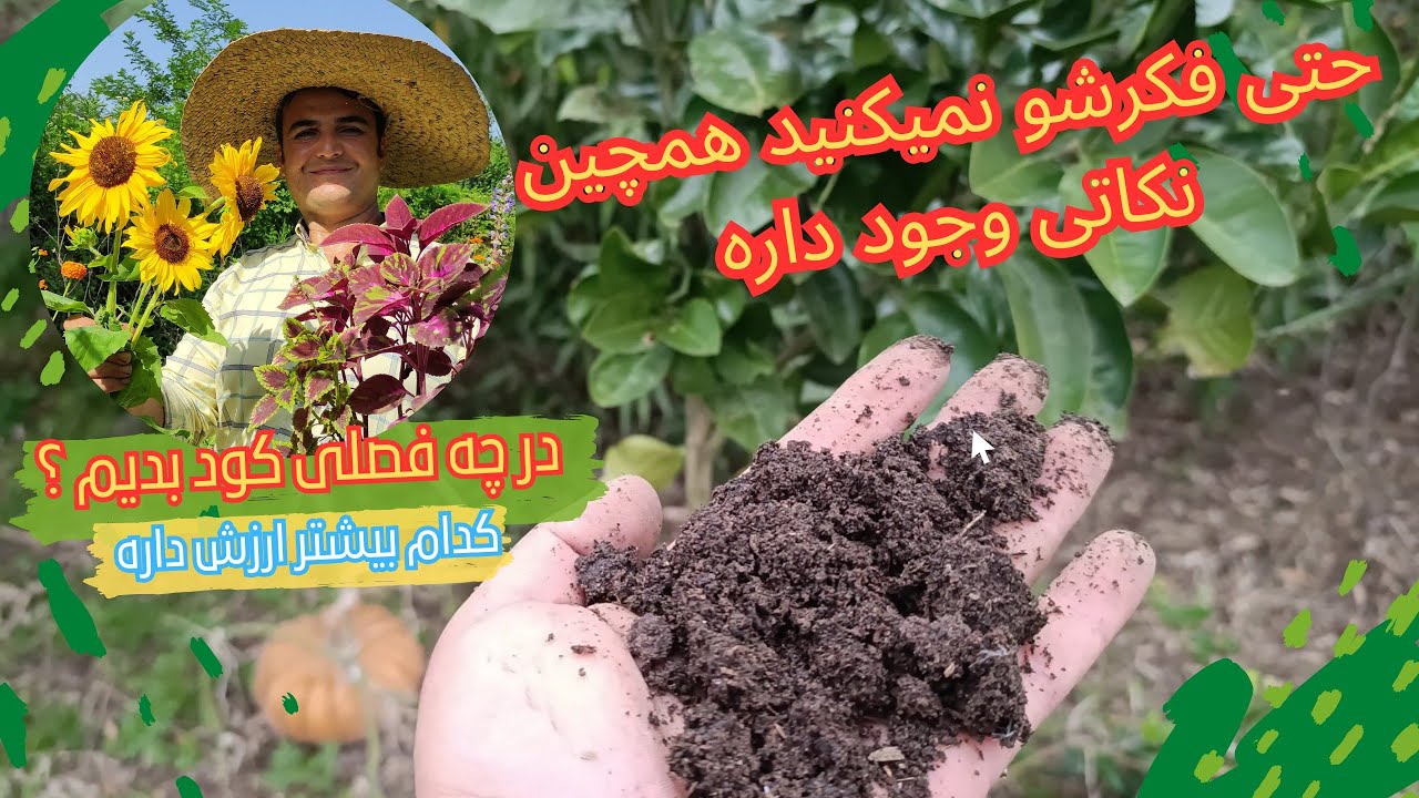 روش صحیح پوساندن کود دامی /چرا نباید کود خام استفاده کنید اشتباهات غیر قابل جبران را بشناسید