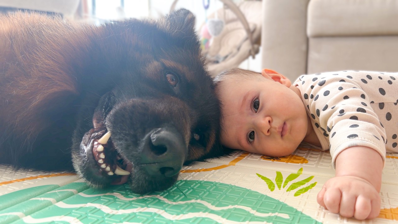 You Won&rsquo;t Believe How Gentle This German Shepherd Is with the Baby