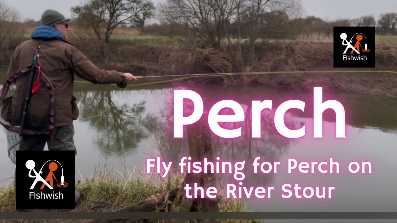Fly fishing for perch on the river stour