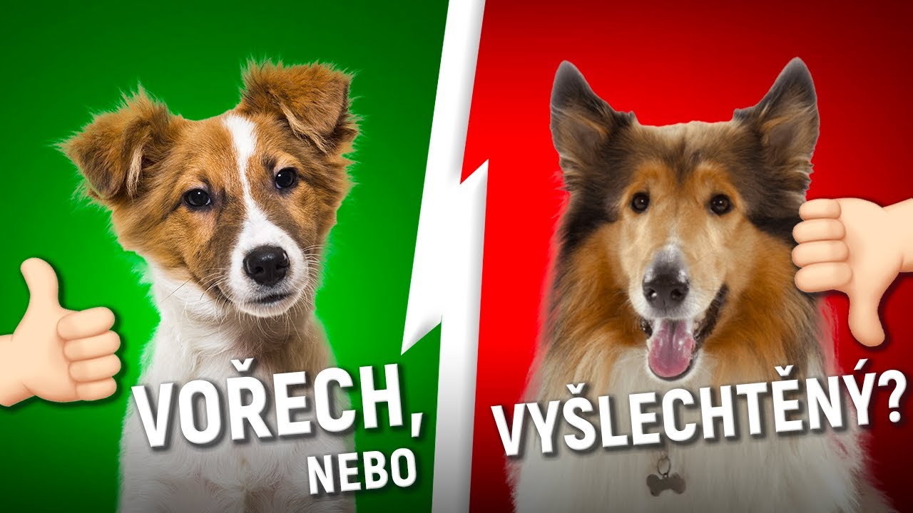 Proč jsou KŘÍŽENCI NEJCHYTŘEJŠÍ? DŮVODY tady!