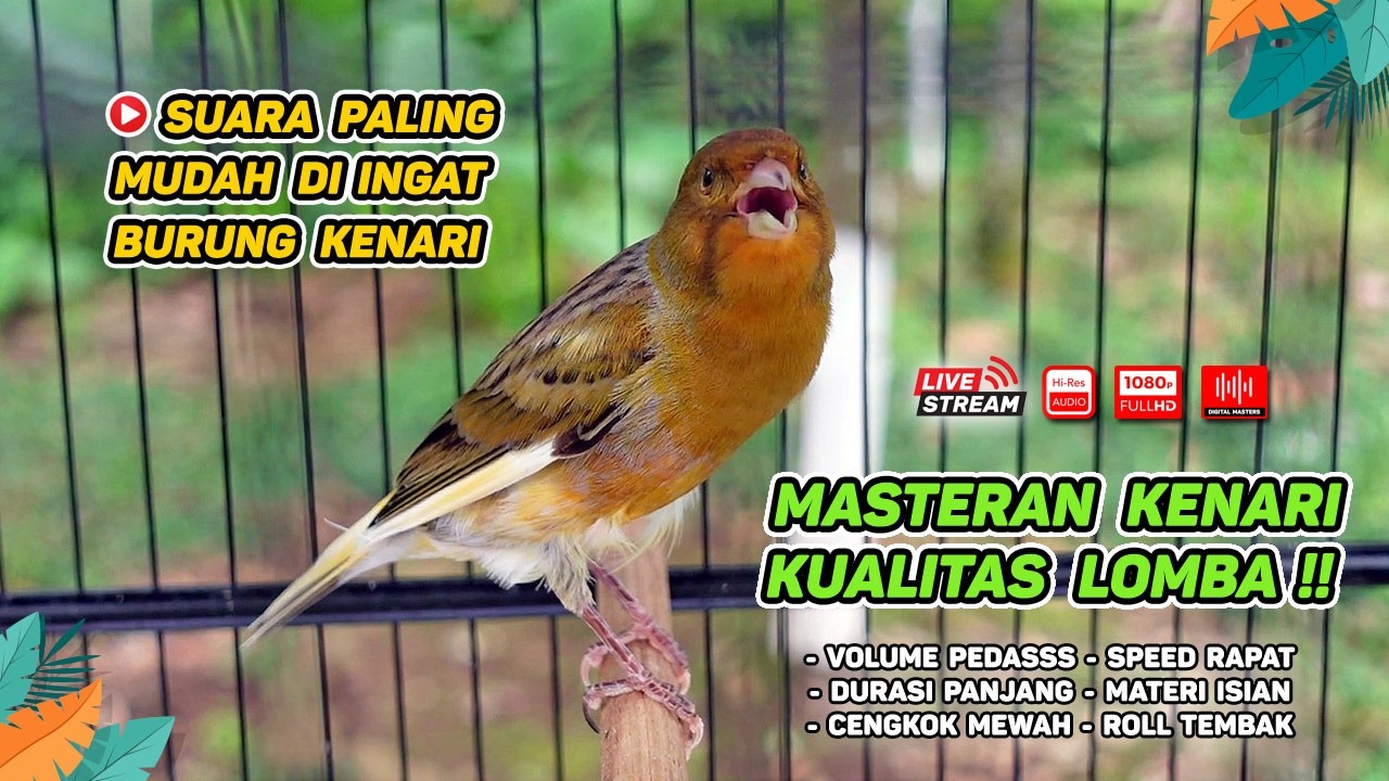 Kenari GACOR NGEREK‼️ Masteran Kenari PAUD dan Pancingan Kenari MACET BUNYI dan Betina NGIWIR - 236