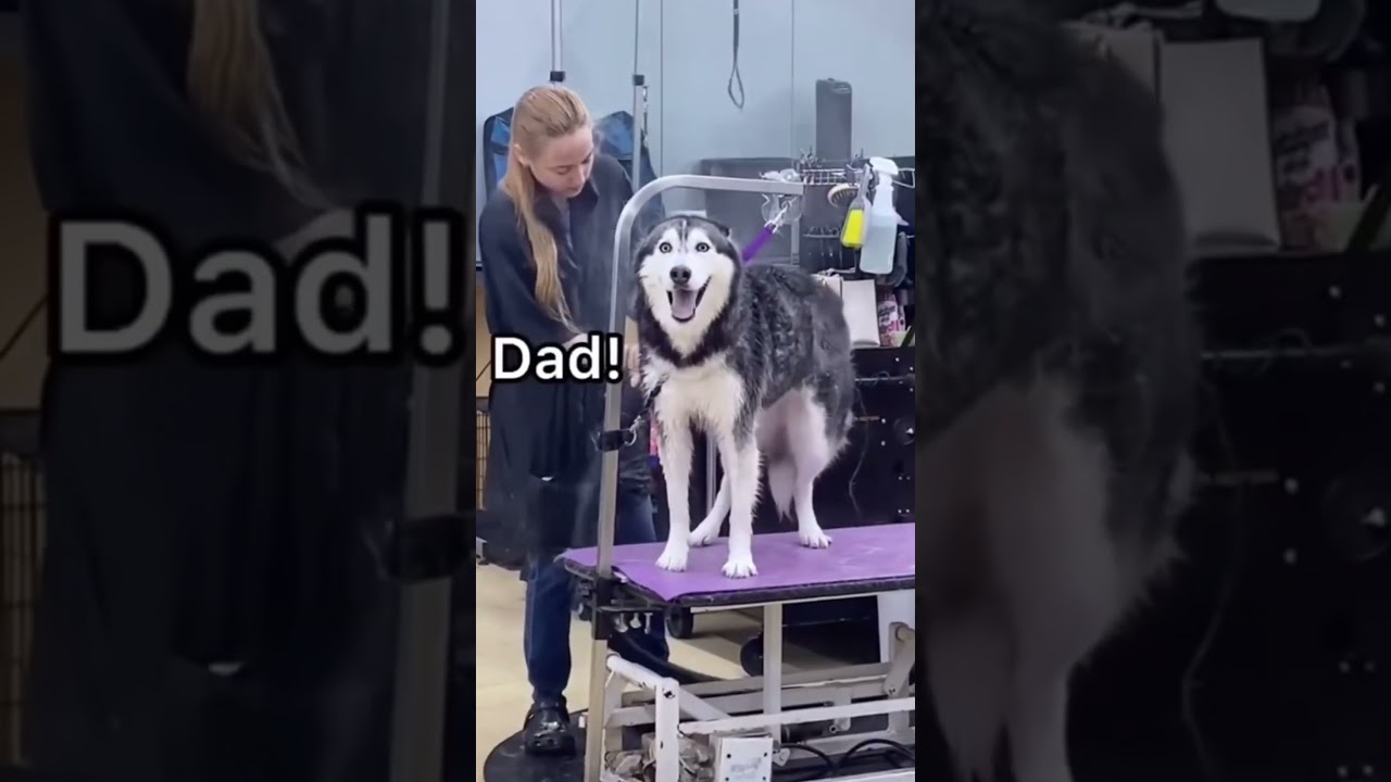 Funny Husky say English