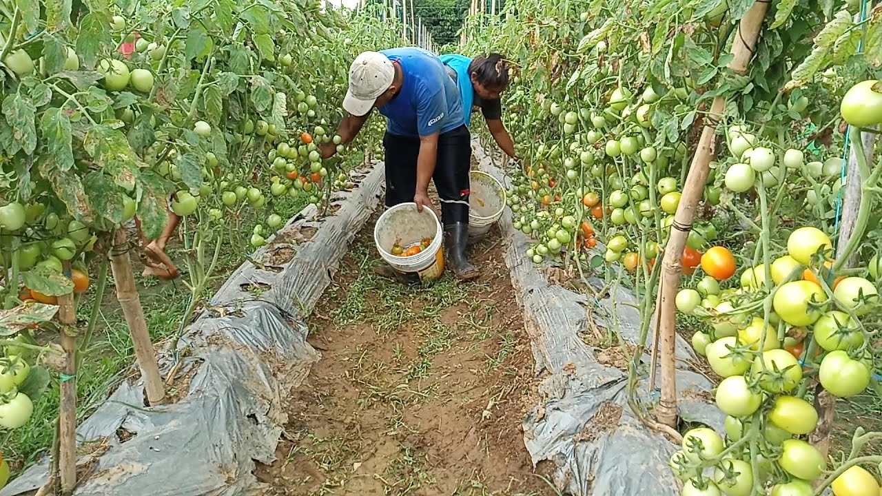 TOMATO HARVESTING