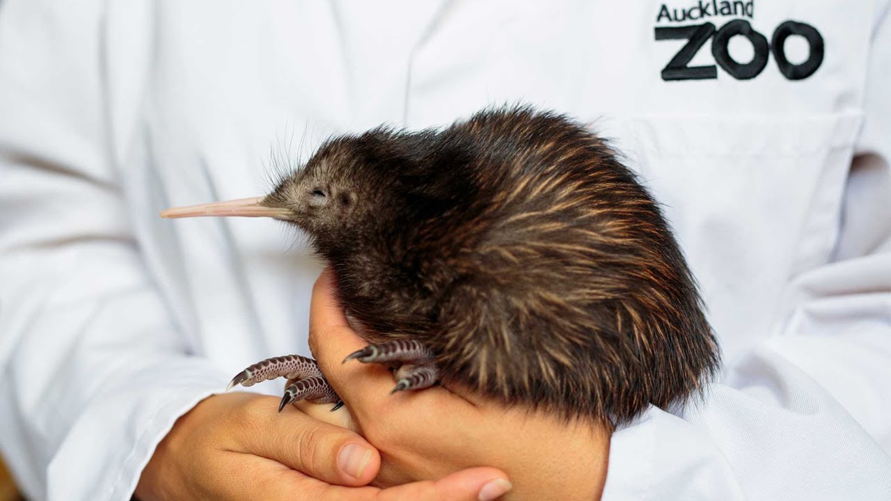 Trainee Keeper at Auckland Zoo - Kiwi