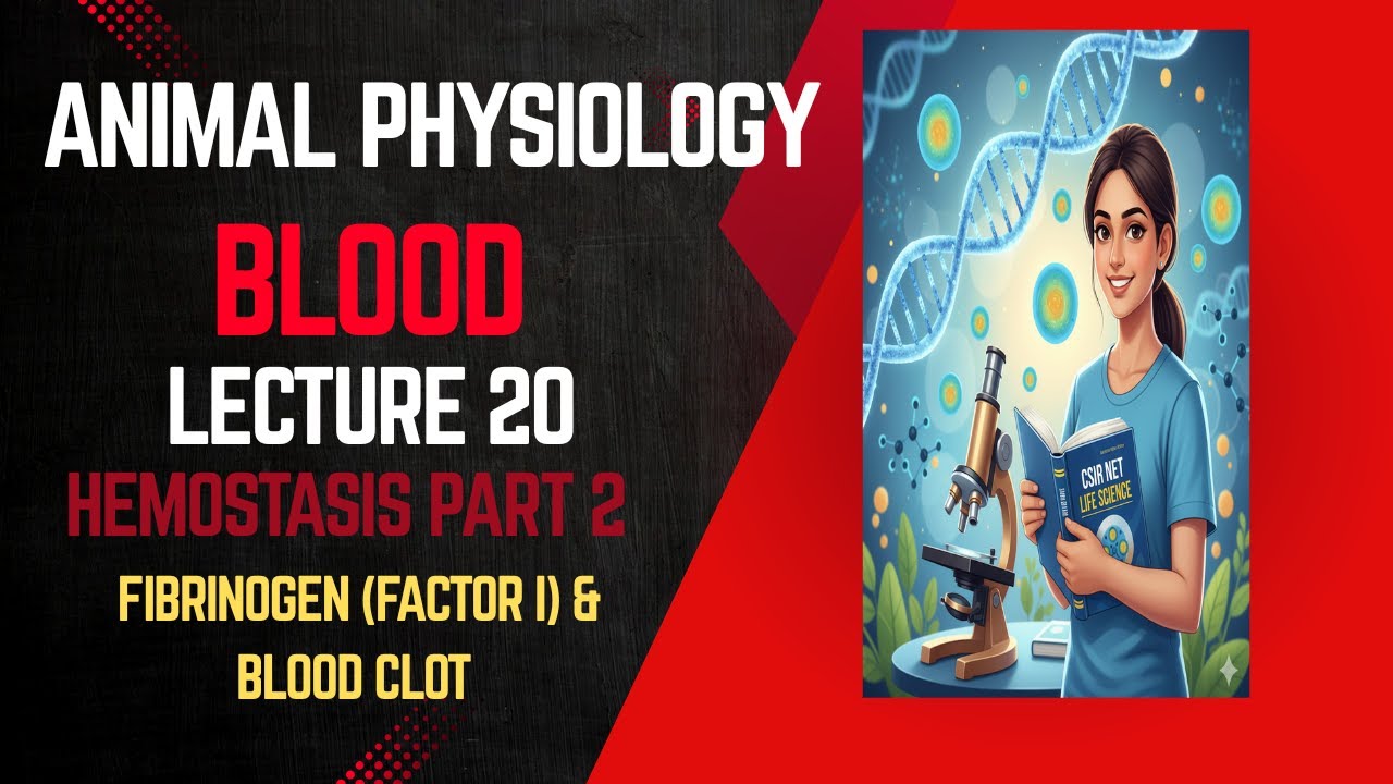 Animal Physiology &ndash; Lecture 20: Hemostasis PART 2 | Fibrinogen & Clotting Cascade | CSIR NET LS