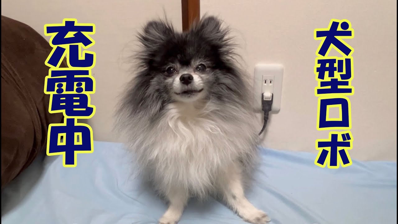 #102 くぐり芸がお得意なヤツら