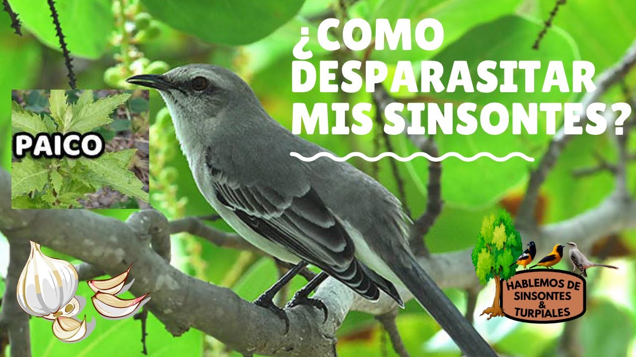 ¿CUAL ES LA MEJOR FORMA DE DESPARASITAR A MIS AVES?