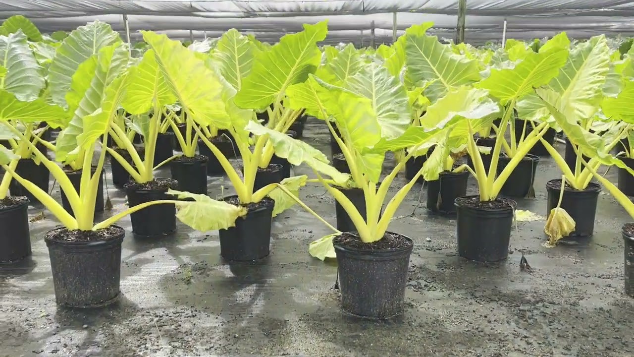 Andersen Farms