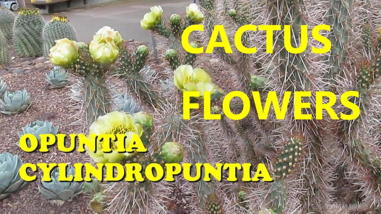 The Plant Traveller: Cactus Flowers #opuntia