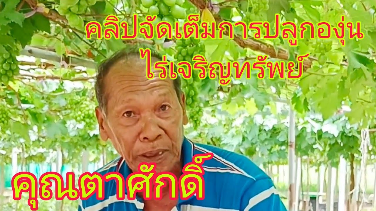 ได้ความรู้เพียบ คลิปจัดเต็มการดูแลองุ่นของคุณตาศักดิ์!!ไร่องุ่นเจริญทรัพย์วังน้ำเขียว