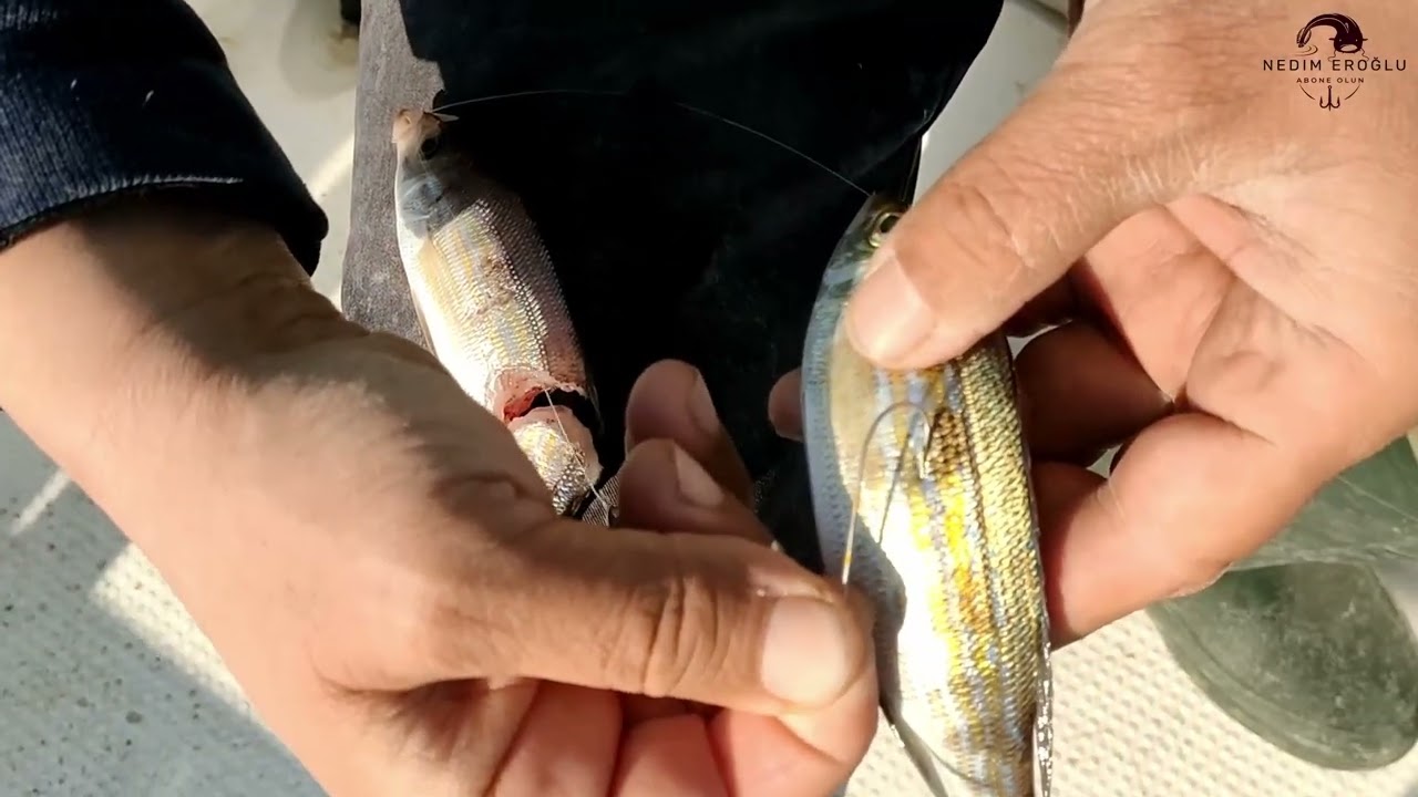 CANLI YEM NASIL TAKILIR / NELERE DİKKAT EDİLMELİ / How to attach live bait