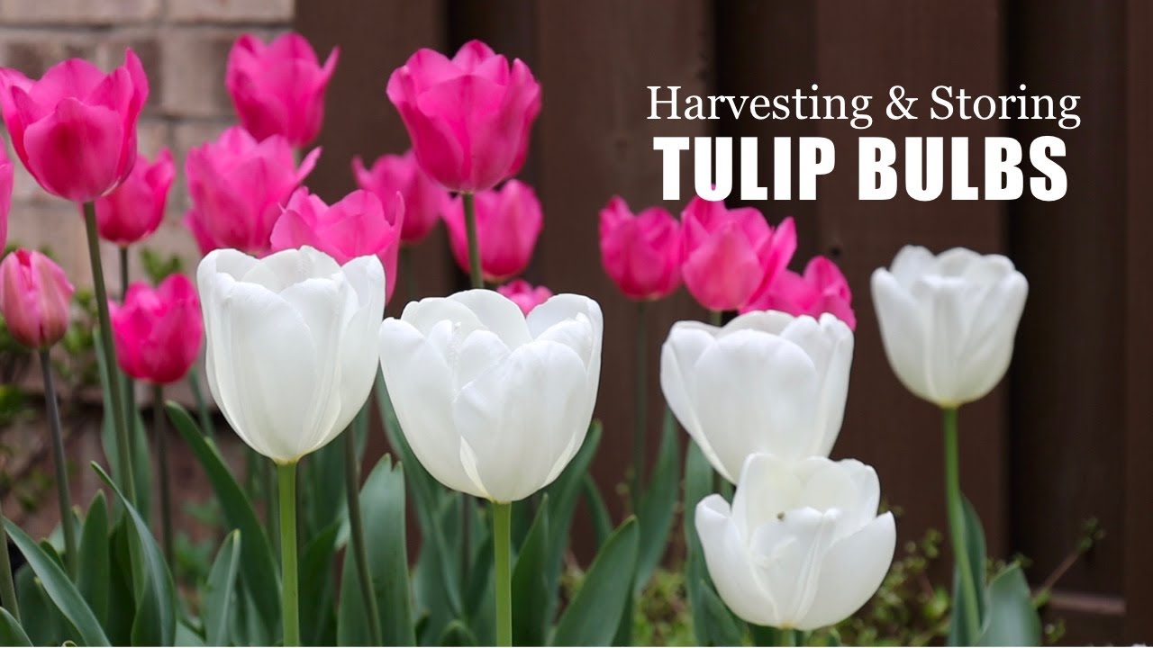 【Let's Garden Together】#028 l Tulip Garden Updates & After Care l Dos and Don'ts l 郁金香花园更新 l 开花后怎么办？