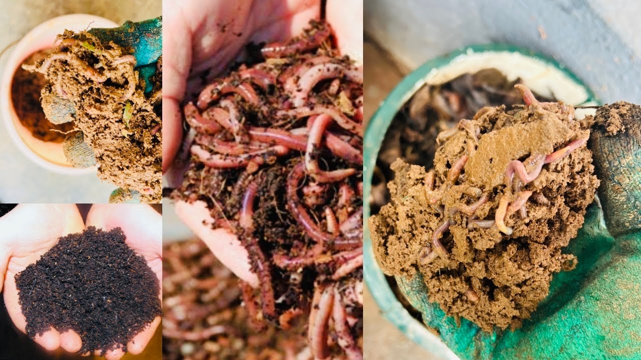 ಮನೆಯಲ್ಲೆ ಚಿಕ್ಕ Bucket ಅಥವಾ Box ನಲ್ಲಿ Vermicompost ಮಾಡುವುದು ಹೇಗೆ ? How to make Vermicompost at home ?