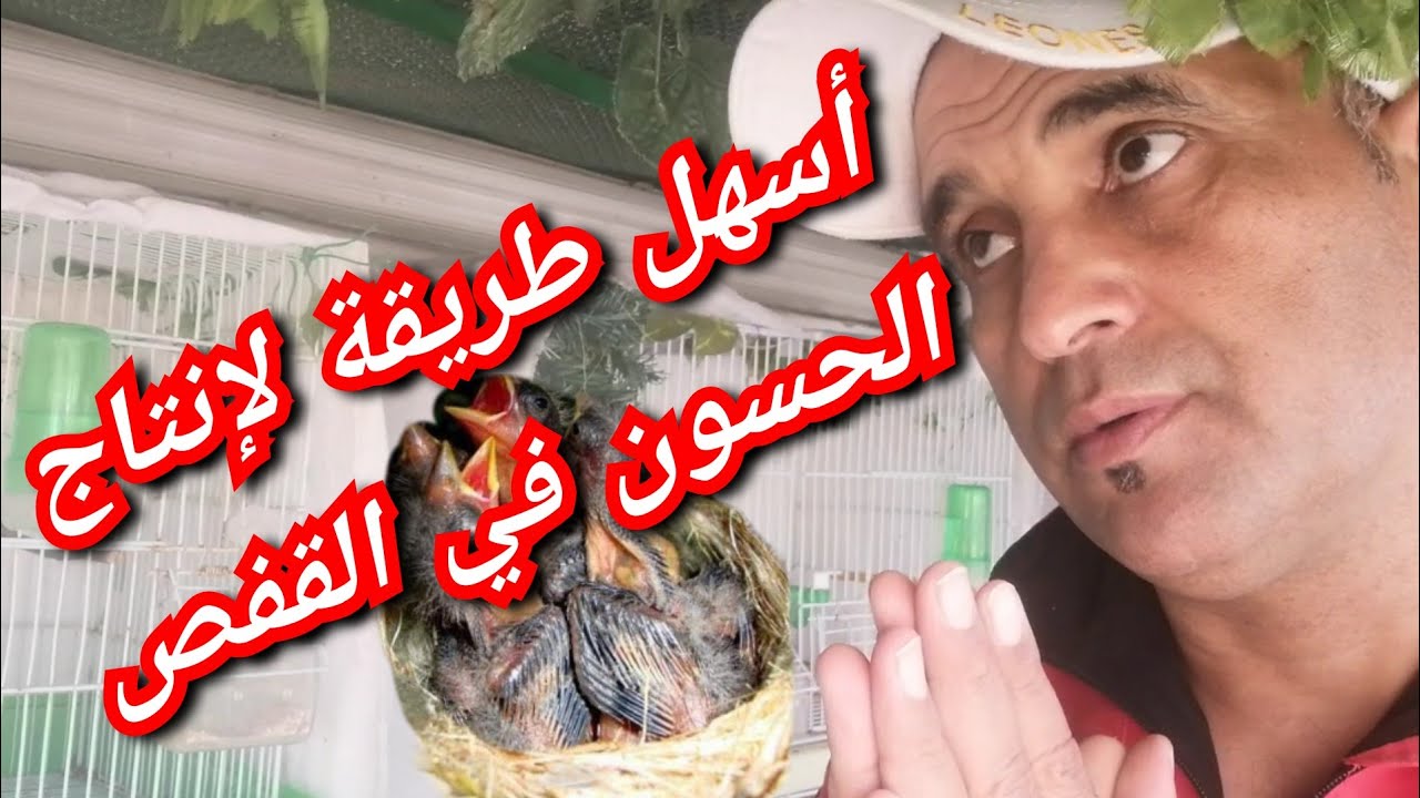 أسهل طريقة لإنتاج الحسون في القفص
