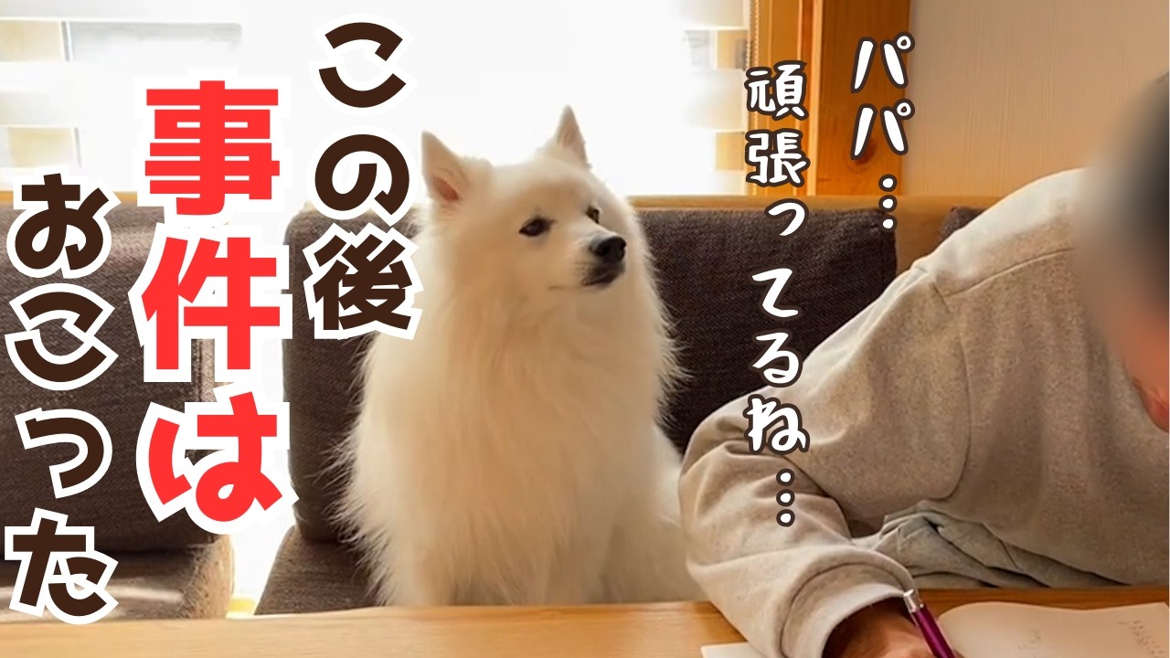 パパの勉強を監視してたら〇〇が漏れて大騒ぎになっちゃった【日本スピッツ犬】