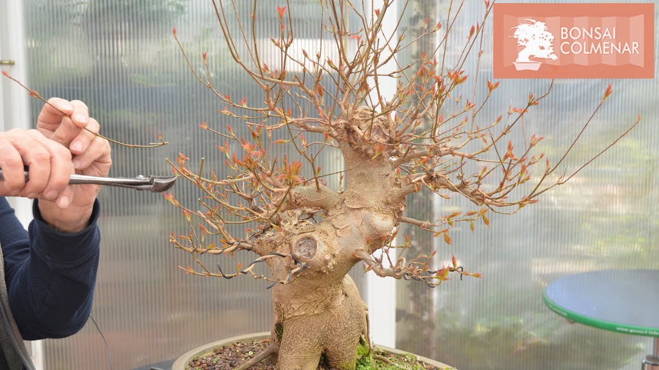 Nuevas ramas - Arce buergerianum - Bonsai Colmenar