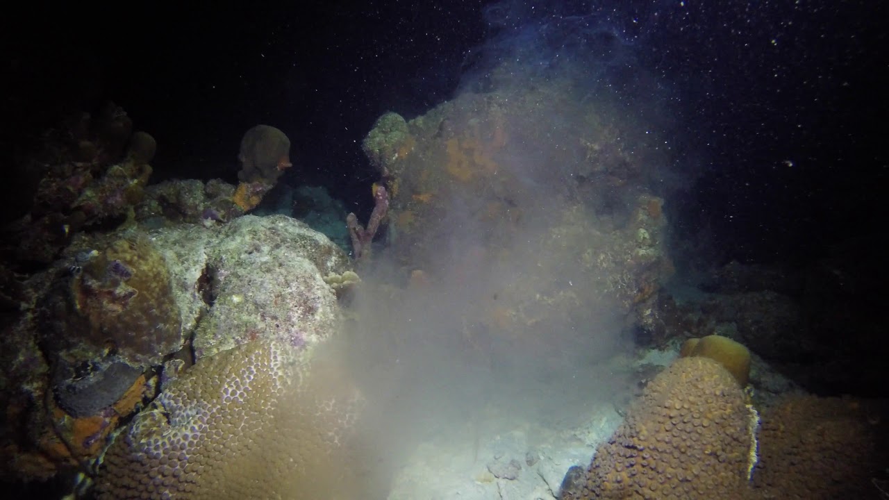 Star Coral Spawning [4K]