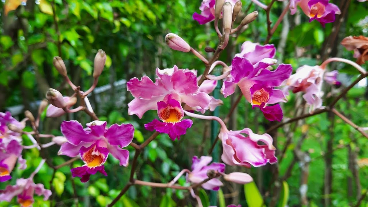 Myrmecophila (Schomburgkia) tibicinis. 4/29/23 @orchidnewbee8786