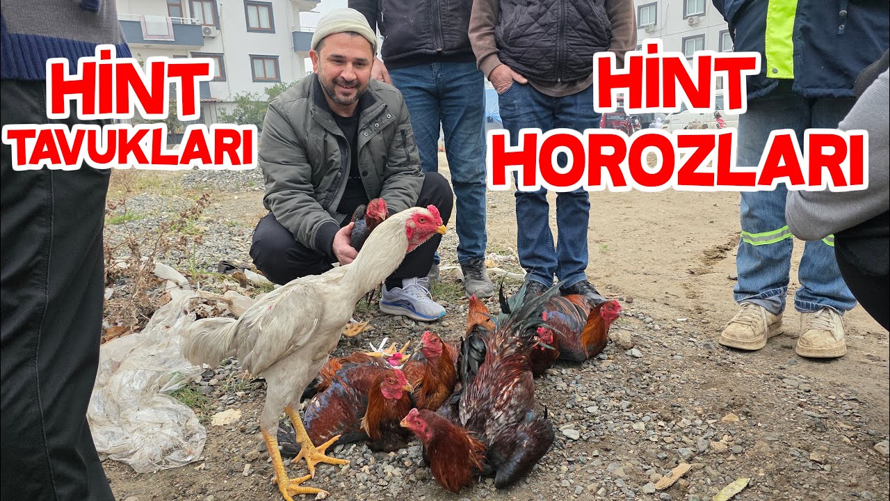 Osmaniye Tavuk Pazarı Yeni Yerinde  Hint Horozu Hint Tavuğu Fiyatlar Son Durum 