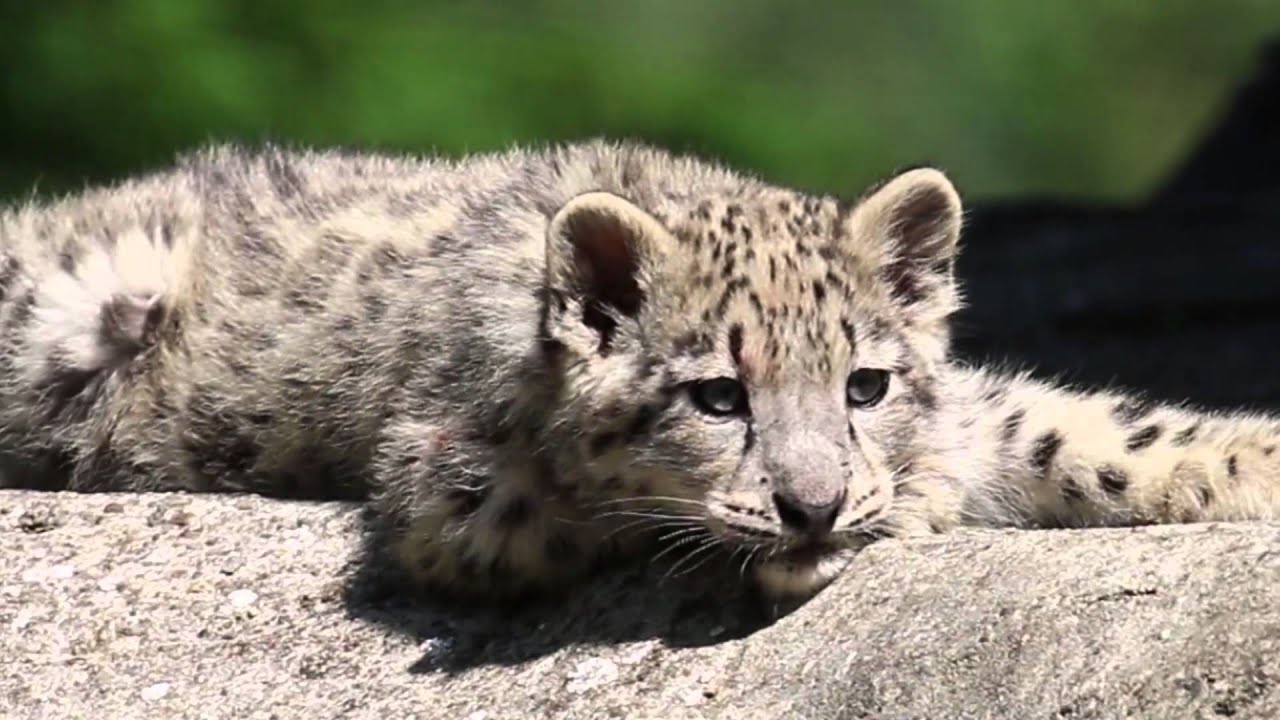 Snow Leopard Cubs discover the surrounding