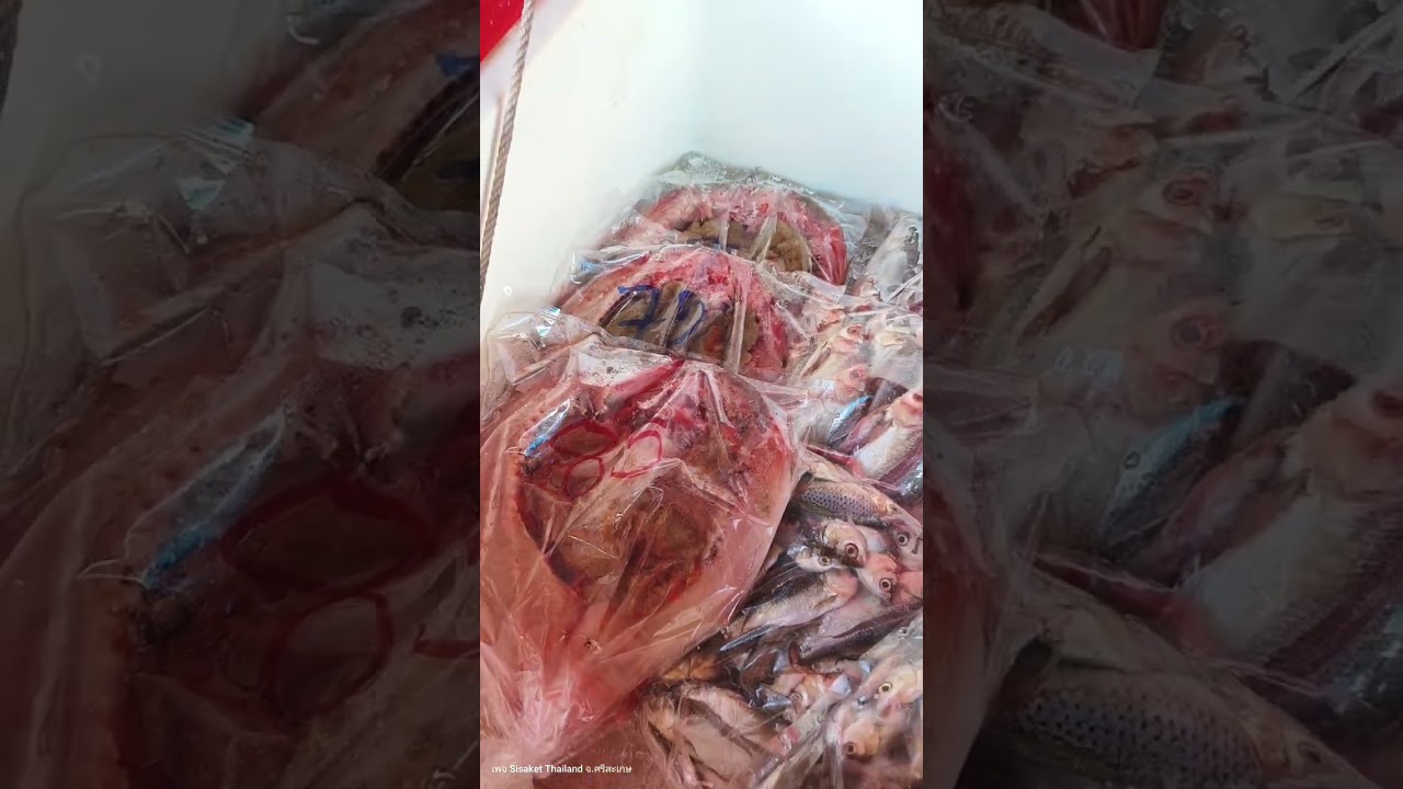 Магазин свежей рыбы Mae Khai Muk, продажа рыбы из водохранилища Расисалаи, район Расисалаи, прови...