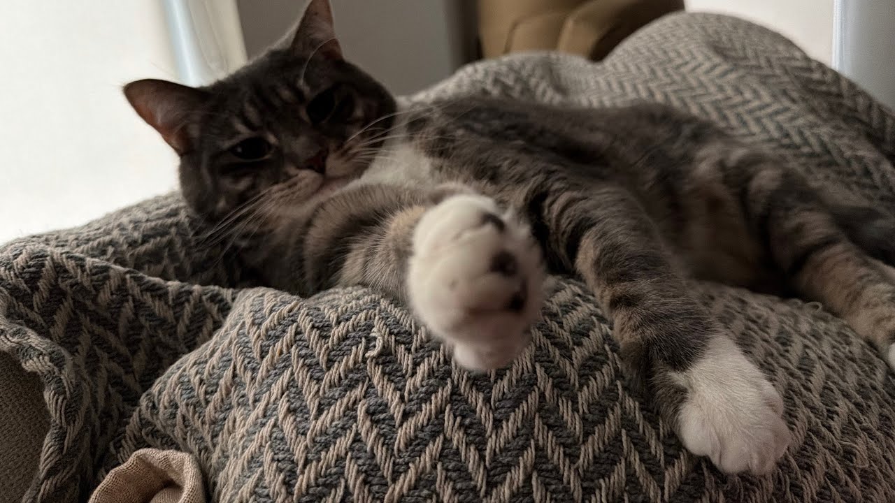 Kitty edit