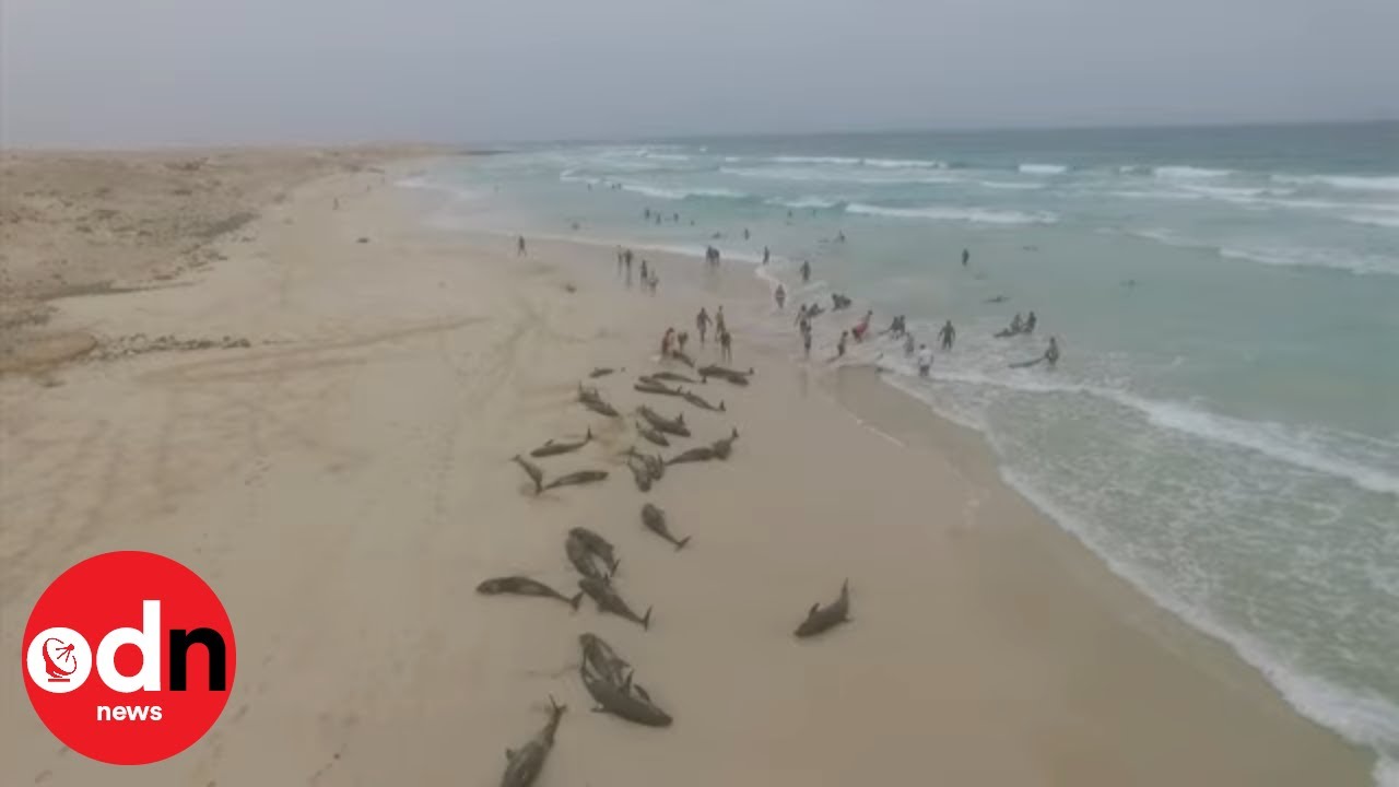 Desperate Efforts to Save Hundreds of Dolphins Washed up in Cape Verde Islands