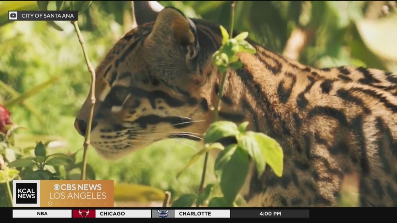 SoCal Spotlight: Santa Ana Zoo