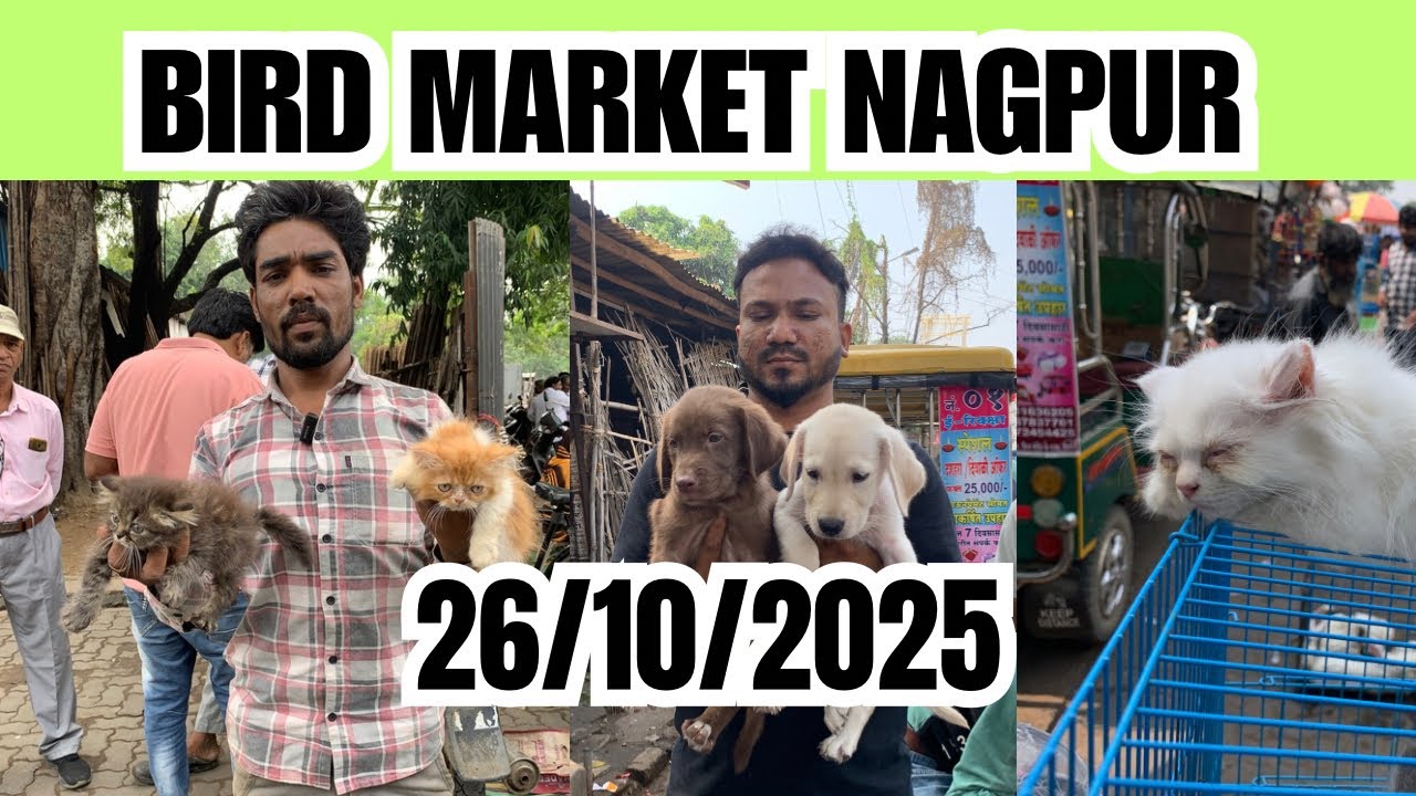 Bird Market Nagpur Today 26/10/25 | lakadganj Ka bird Market | Bird Sunday Market Nagpur ka