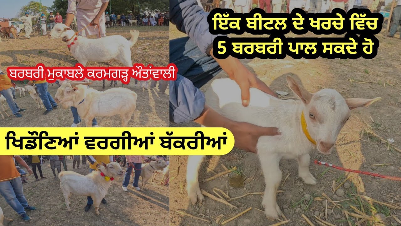 ਇੱਕ ਬੀਟਲ ਦੇ ਖਰਚੇ ਵਿੱਚ 5 ਬਰਬਰੀ ਪਾਲ ਸਕਦੇ ਹੋ । goat | goats । #goat #goats #goatfarming