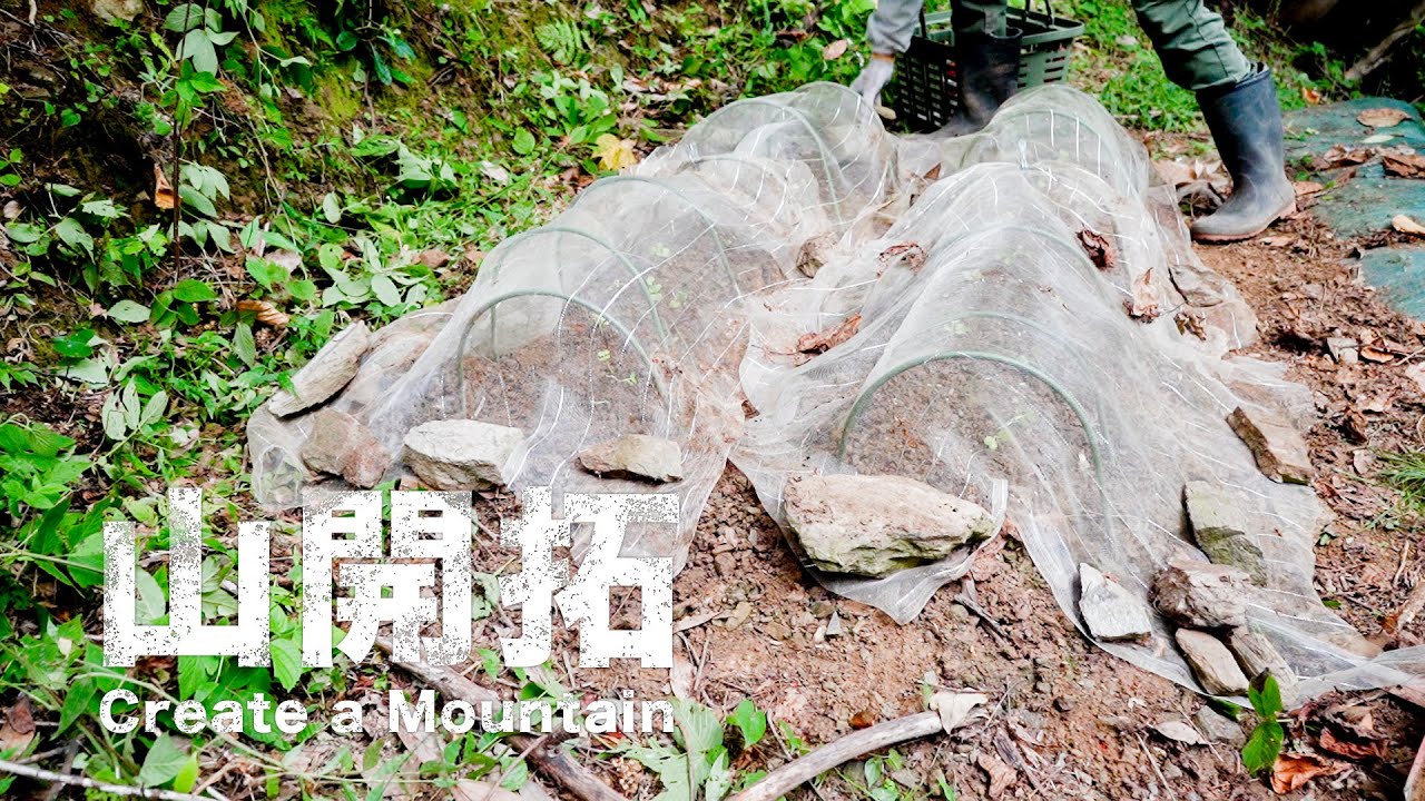 【山開拓 286】荒れた山林急傾斜地、手作業で作った小さな畑に大根を植える