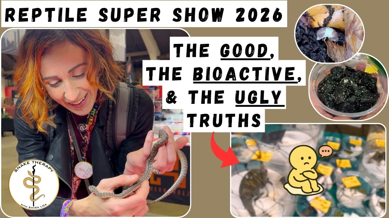 Bioactive Supplies and Welfare & Safety Tips: Reptile Super Show 2026!