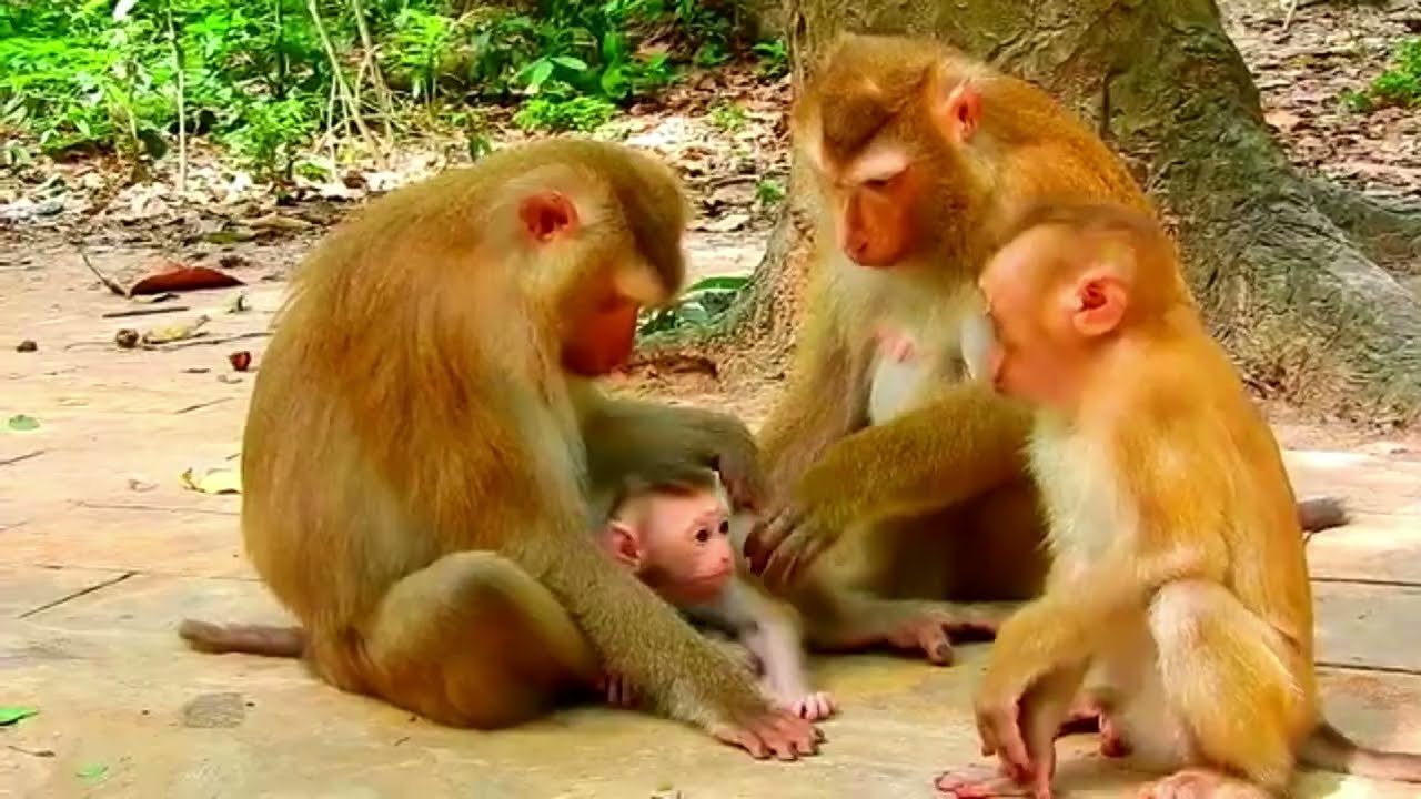 W-o-w?? Most Pitiful Baby Monkey Cries To Call His Mom Back By Hungry Milk When Mom Leave