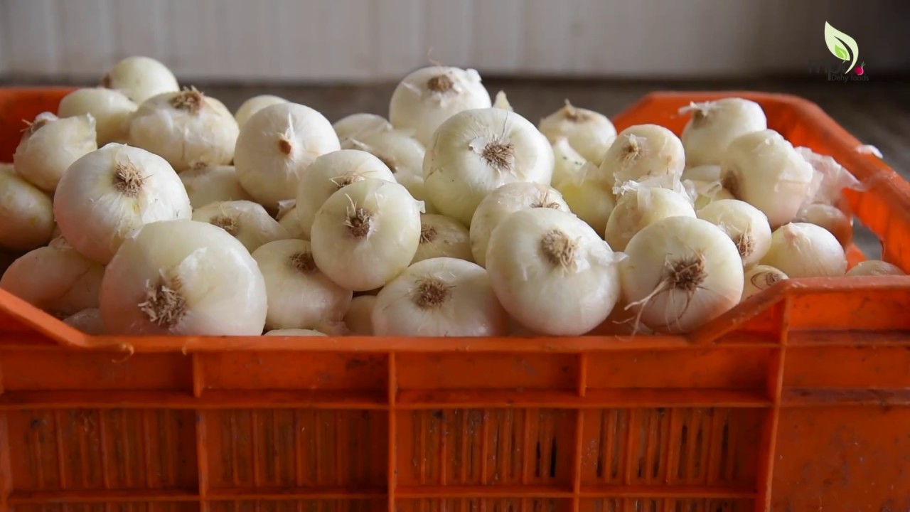 Onion (Dehydration + Processing) By MPI DEHY FOODS