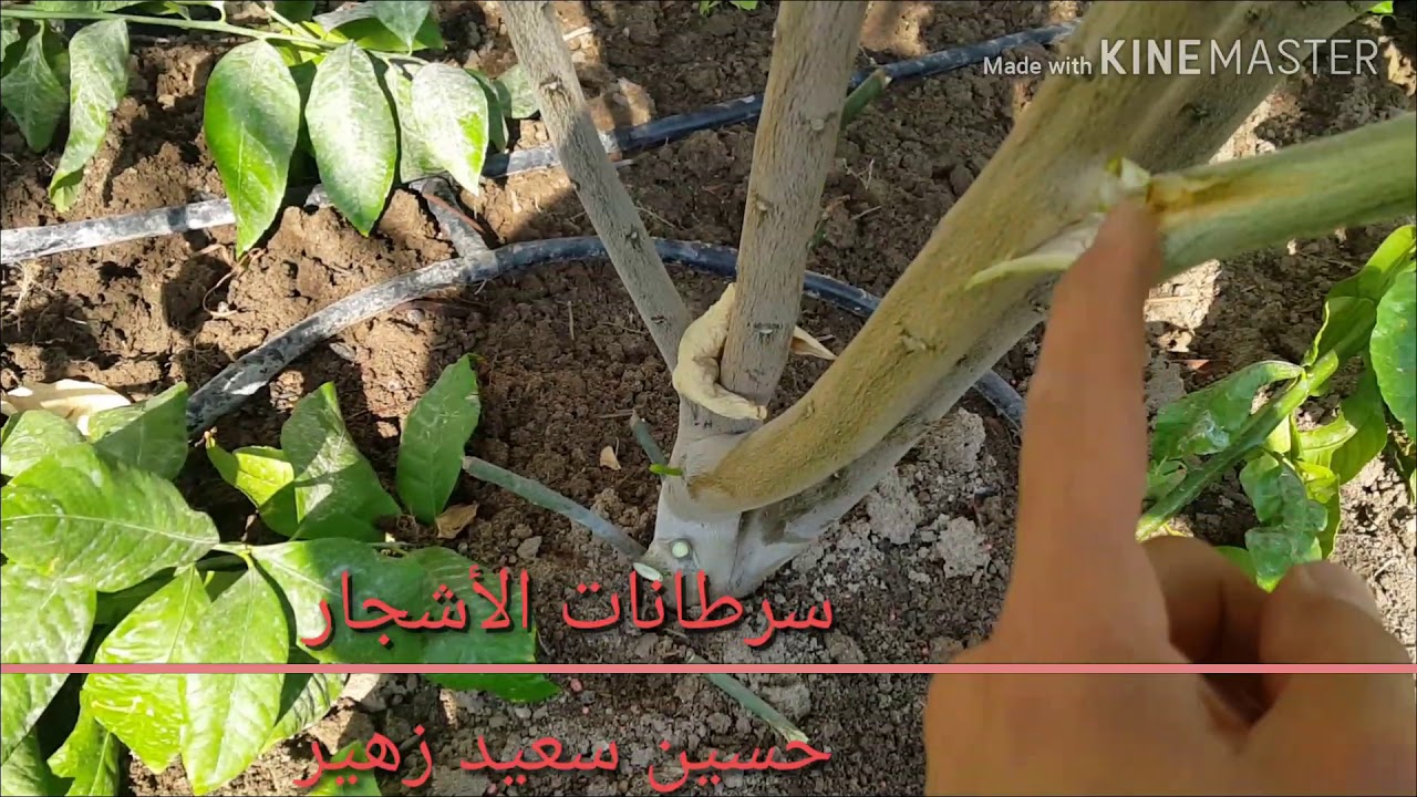 السرطانات في الأشجار suckers in trees