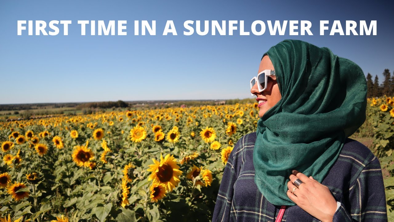 FIRST TIME IN A SUNFLOWER FARM | LIFE IN CALGARY
