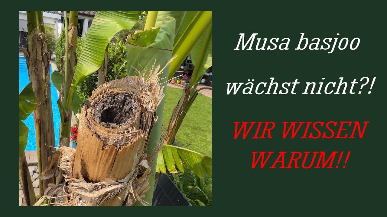 Banane (Musa basjoo) Probleme beim  Austrieb