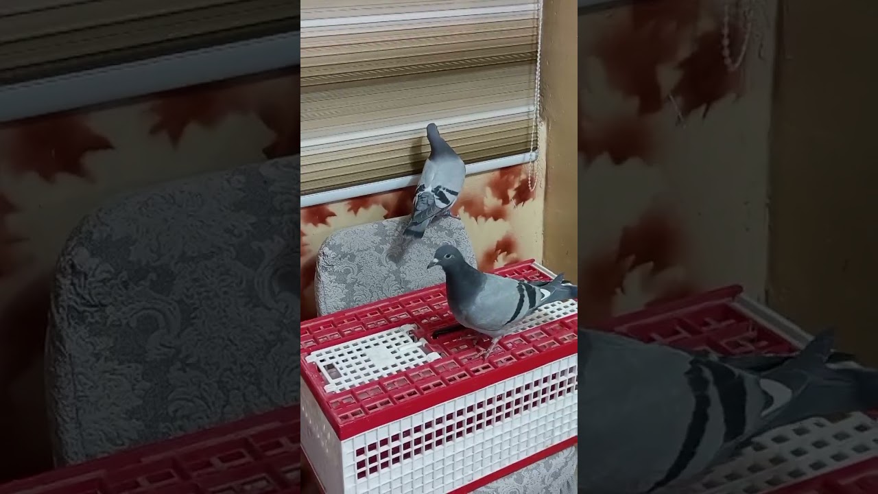 لوفت عماد الملك الملك هذا حمام صار من نصيب محمد بادوش من محافظة الموصل 07714494797